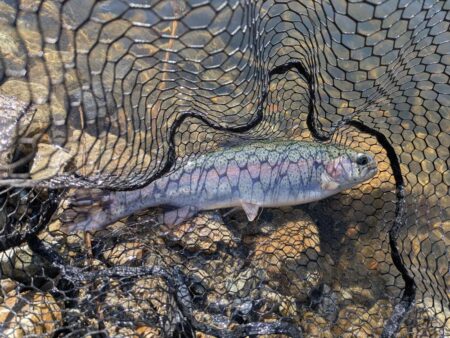 トラウト狙いリベンジ